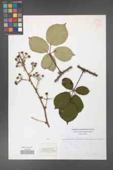 Rubus bifrons [KOR 53828]