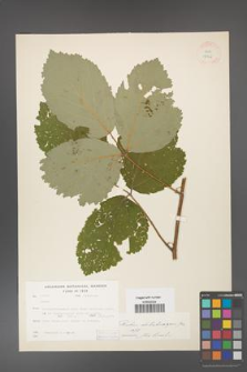 Rubus dolichocarpus [KOR 18456]