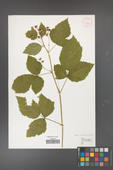 Rubus curvaciculatus [KOR 40138]
