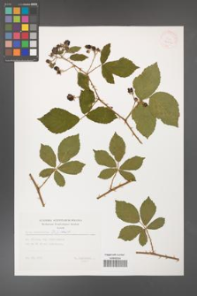 Rubus divaricatus [KOR 32426]