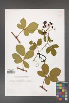 Rubus divaricatus [KOR 29797]