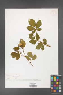 Rubus divaricatus [KOR 37554]