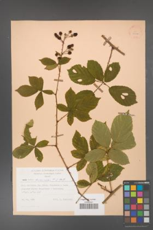 Rubus divaricatus [KOR 25568]
