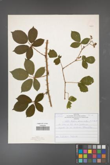 Rubus divaricatus [KOR 50889]
