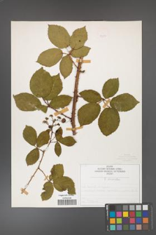 Rubus divaricatus [KOR 50294]