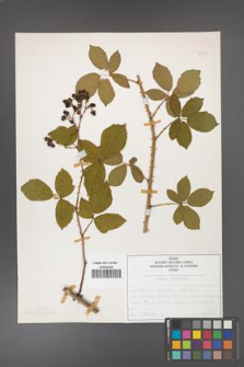 Rubus divaricatus [KOR 50293]