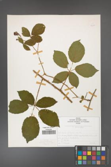 Rubus divaricatus [KOR 50291]