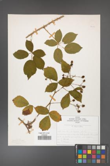 Rubus divaricatus [KOR 50292]