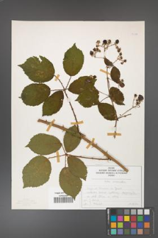 Rubus divaricatus [KOR 50288]