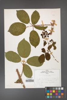 Rubus divaricatus [KOR 50286]