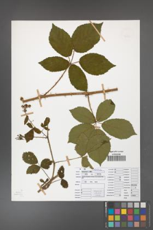 Rubus divaricatus [KOR 50273]