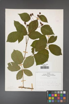 Rubus divaricatus [KOR 50284]