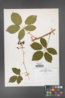 Rubus divaricatus [KOR 50282]