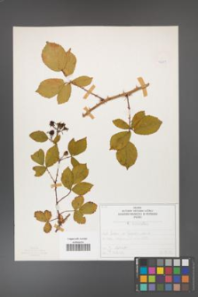 Rubus divaricatus [KOR 50281]
