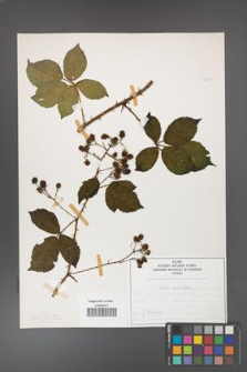 Rubus divaricatus [KOR 50278]