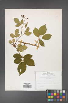 Rubus divaricatus [KOR 50276]
