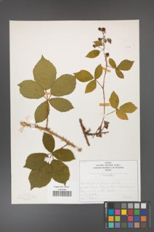 Rubus divaricatus [KOR 50270]