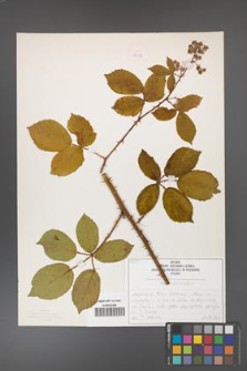 Rubus divaricatus [KOR 50258]