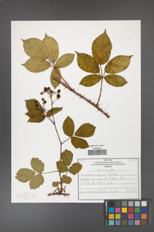 Rubus divaricatus [KOR 50257]