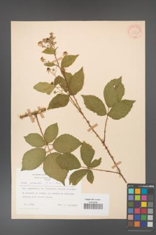 Rubus gracilis [KOR 30865]