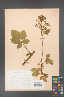 Rubus gracilis [KOR 30864]