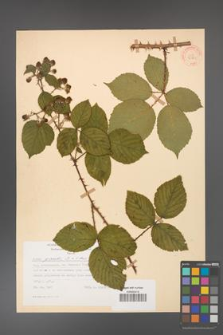 Rubus gracilis [KOR 30861]