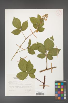 Rubus gracilis [KOR 29961]