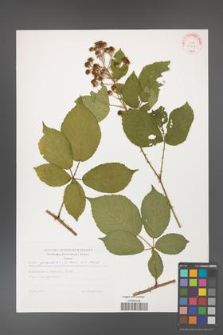 Rubus gracilis [KOR 29258]