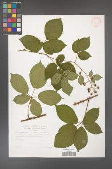 Rubus gracilis [KOR 29221]