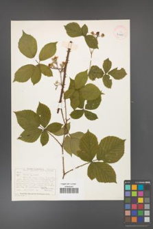 Rubus gracilis [KOR 40495]