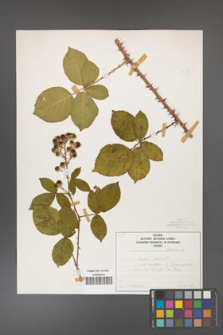 Rubus gracilis [KOR 50447]