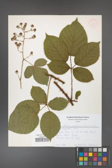 Rubus gracilis [KOR 52609]