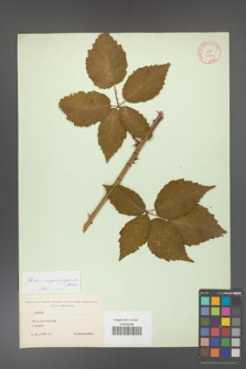 Rubus crispomarginatus [KOR 10654a]