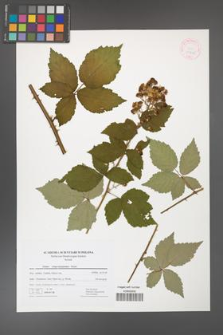 Rubus crispomarginatus [KOR 41746]
