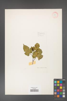 Rubus crataegifolius [KOR 18440]