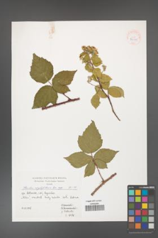 Rubus corylifolius [KOR 39981]