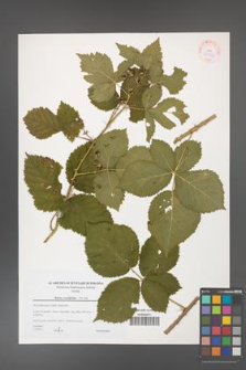 Rubus corylifolius [KOR 38933]