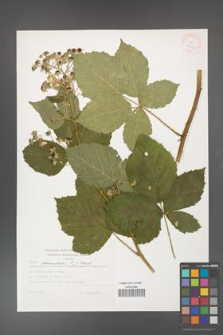Rubus fasciculatus [KOR 37970]