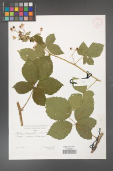 Rubus fasciculatus [KOR 29546]