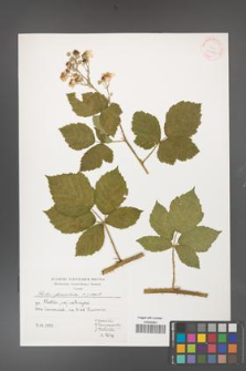 Rubus fasciculatus [KOR 39987]