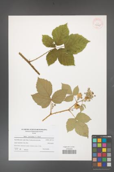 Rubus fasciculatus [KOR 40647]