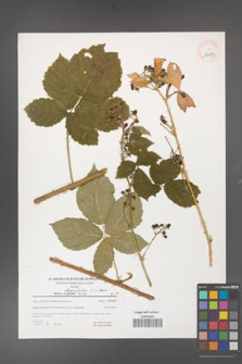 Rubus fasciculatus [KOR 39679]