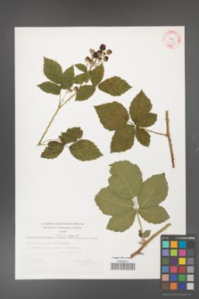 Rubus fasciculatus [KOR 32368]