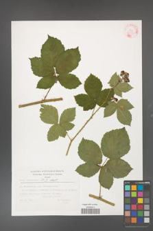 Rubus fasciculatus [KOR 32352]