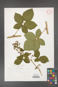 Rubus fasciculatus [KOR 32339]