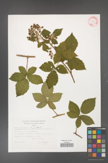 Rubus fasciculatus [KOR 32347]