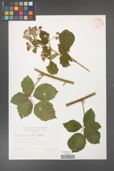 Rubus fasciculatus [KOR 32338]
