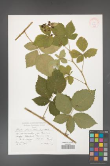 Rubus fasciculatus [KOR 37967]
