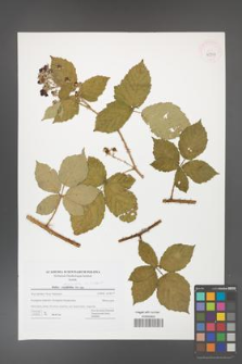 Rubus fasciculatus [KOR 42757]