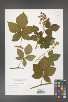 Rubus fasciculatus [KOR 40594]